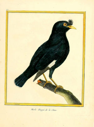 Crested Myna from China (print)