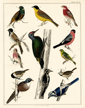 Various Songbirds and Woodpeckers (print)