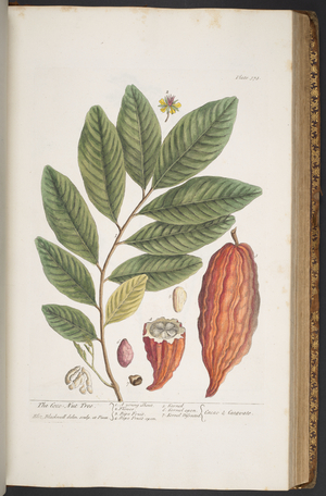 Plate 373, from 'A Curious Herbal', 1737 (coloured engraving)