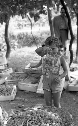 BITTER GRAPES - CHILD WITH CLUSTER, 1954 (photo)
