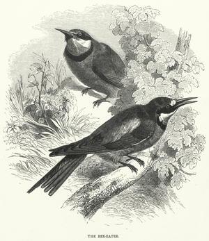 The Bee-Eater (engraving)
