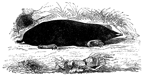 Mole