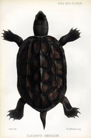 Uniform Pond Turtle (print)