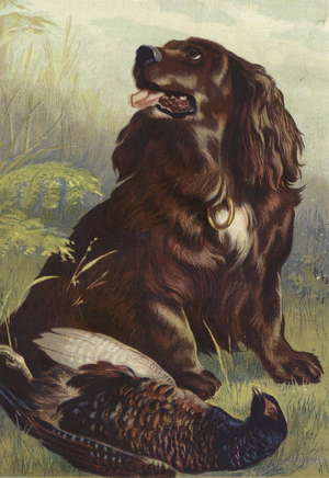 Spaniel and Pheasant (colour litho)