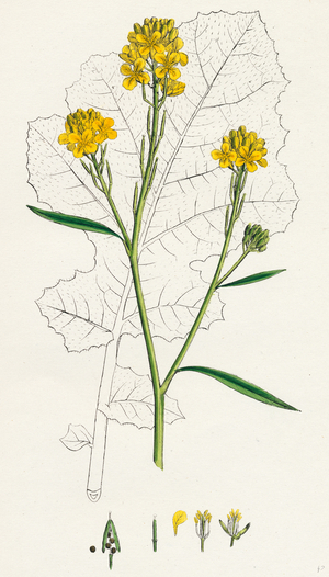 Brassica Nigra Black Mustard