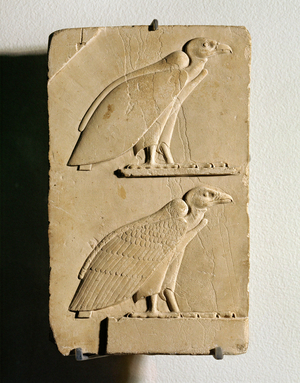 The hieroglyphic sign MUT, a vulture …