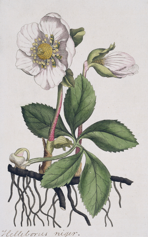 Helleborus niger