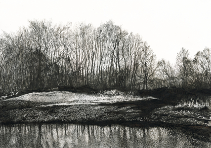 Stand of birch trees, Burying Hill Beach (ink on paper)