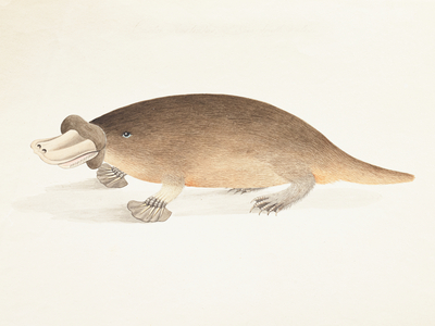 Platypus, 1800 (Watercolour)