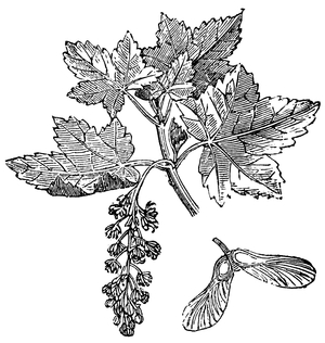 Maple