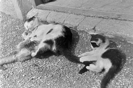 Cats playing with each other, Germany 1930s (b/w photo)