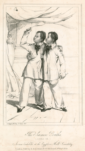 The Siamese Youths (aged 18), a new exhibit at the Egyptian Hall, Piccadilly (engraving)