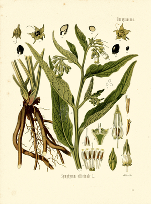 Comfrey (colour litho)