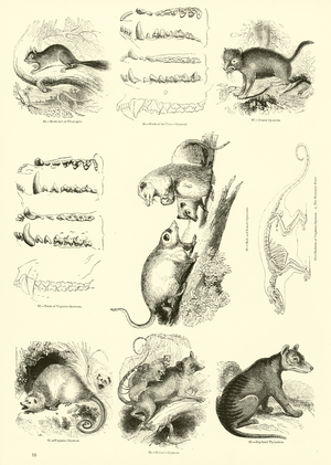 Page from The Pictorial Museum of Animated Nature (engraving)