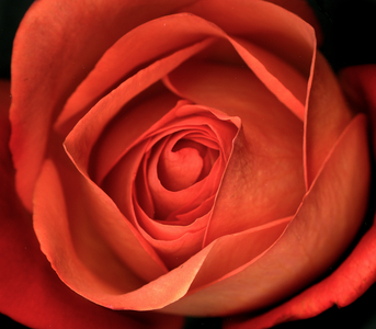 Orange Rose (photo)