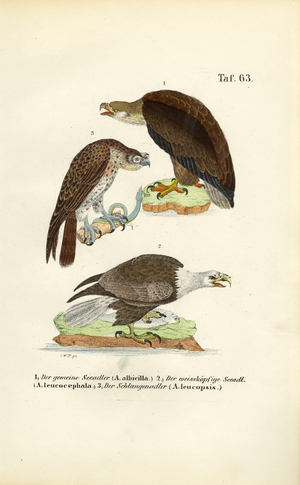 Three Sea Eagle Species, 1850 (lithography)
