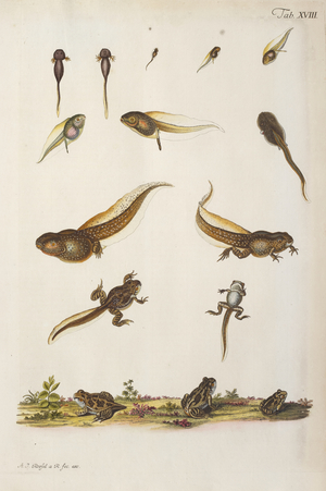 Frog life cycle, 1758 (Plate)