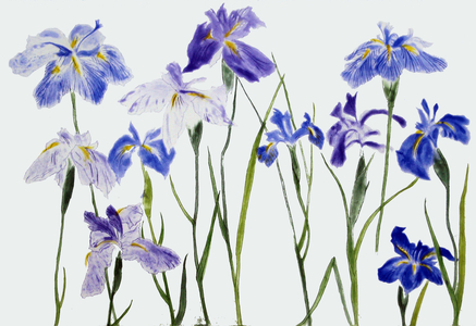 Irises, 2012 (etching)