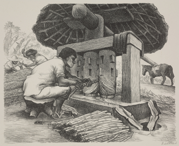 Grinding Sugar Cane, 1946 (litho)
