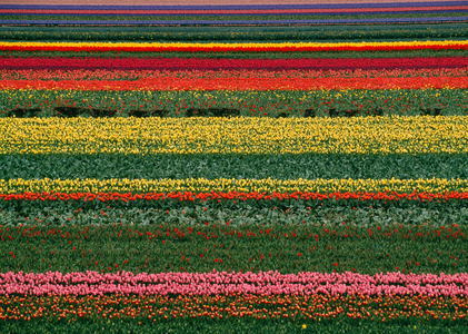 An abstract view of these tulip fields create a rainbow of color. This field is loca…, 2001 (photo)