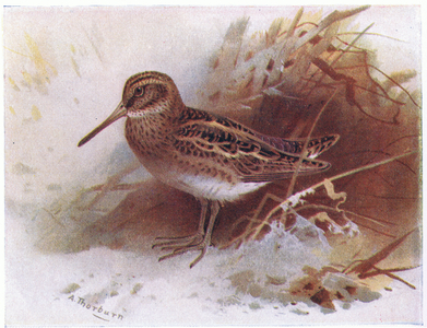 Jack Snipe, from Birds of the British Isles and Their Eggs published by Frederick Warne & Co Ltd, 1958 (colour litho)