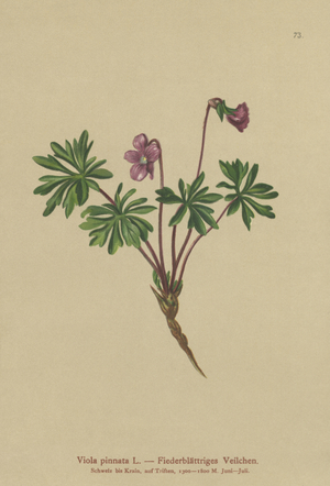 Pinnate Violet (Viola pinnata) (colour litho)