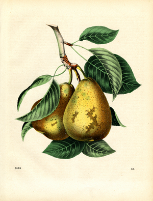 Ripe Pears on Branch (hand-coloured engraving)