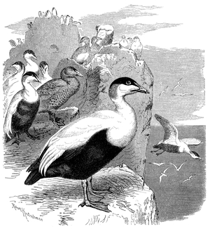 Eider duck
