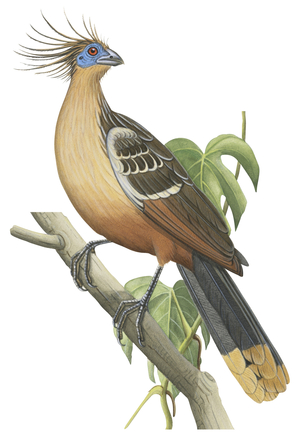 Hoatzin