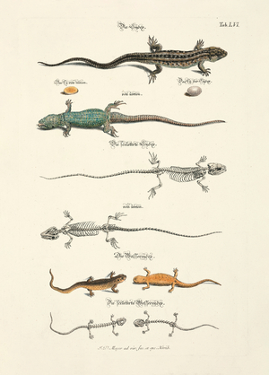Lizards and their Skeletons, 1748 (hand-coloured engraving)