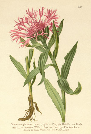 Singleflower Knapweed (Centaurea plumosa, Centaurea Phrygia, Centaurea nervosa, Centaurea uniflora) (colour litho)