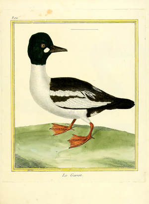 Common Goldeneye (print)