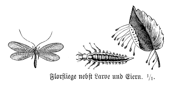 Lacewing