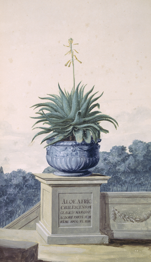 Aloe africana