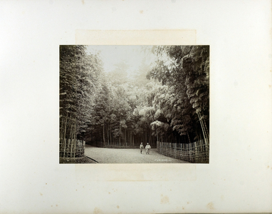 Bamboo grove, Fukiage, 19th century (b/w photo)