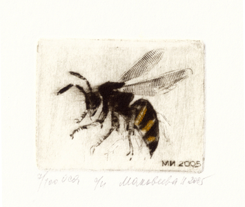 Wasp, 2005 (drypoint)