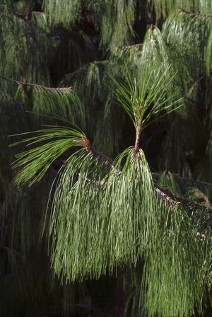 Pinus patula 007, 2004 (photo)