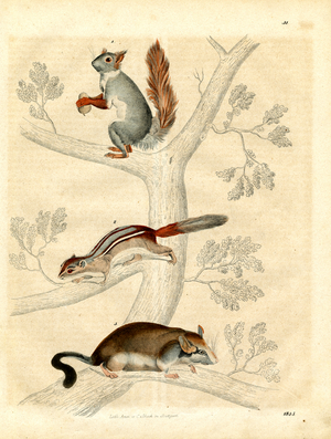 North American rodents on a tree (hand-coloured litho)