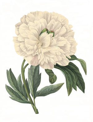 European peony (Paeonia officinalis), also true peony, peasant peony, garden peony