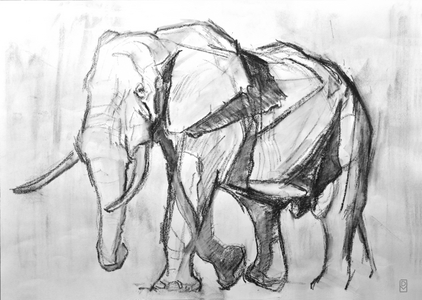 African Bull Elephant, 2019 (charcoal on paper)