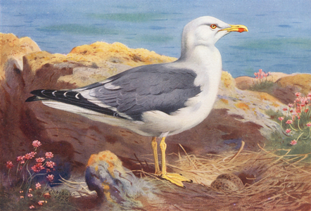Lesser Black-Backed Gull (colour litho)