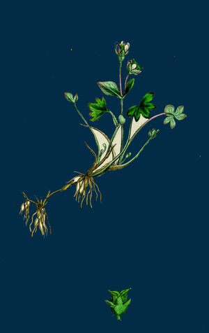 Myriophyllum Verticillatum; Whorled Water-Milfoil