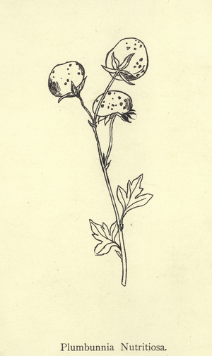 Plumbunnia Nutritiosa (engraving)