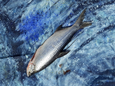 fish on canvas, 2019