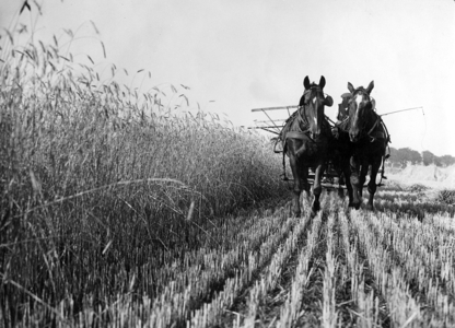 Grain harvest in Pomerania, 1934 (b/w photo)