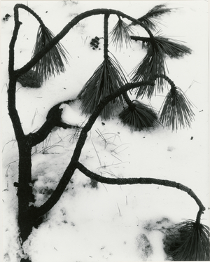 Snow and Plant, 1963 (silver gelatin print)
