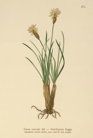 Alpine Sedge (Carex curvula) (colour litho)