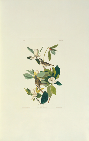 Vireo gilvus, Warbling Vireo, Plate 118 from John James Audubon's Birds of America, original double elephant folio, 1831-34 (hand-coloured aquatint)