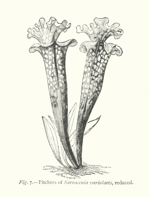 Plant Freaks: Pitchers of Sarracenia variolaris, reduced (engraving)