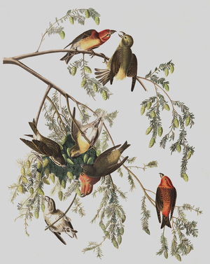 Red Crossbill, Loxia Curvirostra, from "The Birds of America" by John J. Audubon, pub. 1827-38 (hand coloured engraving)